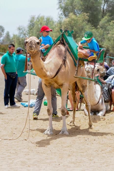 Reportaje excursiones con camellos en las Dunas ...