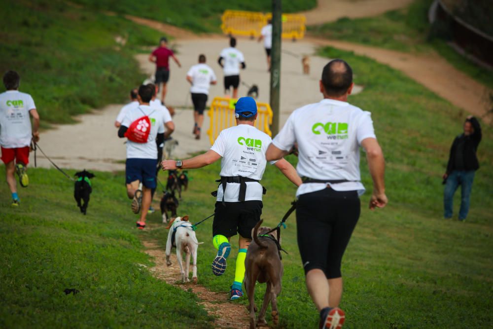 Can We Run Mallorca: So war das Hunderennen