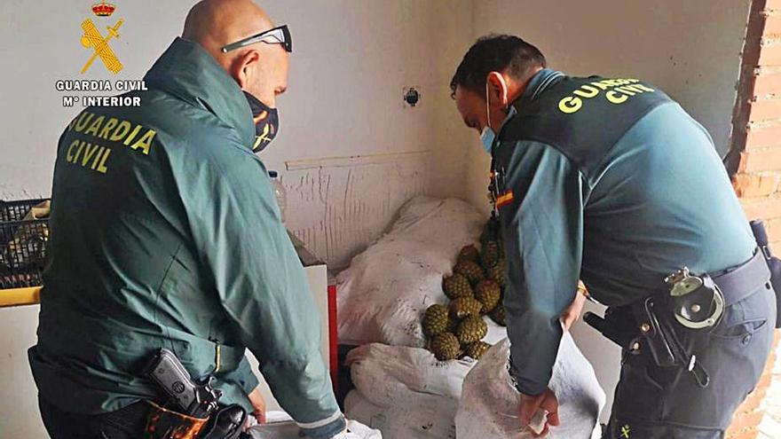 Dos agentes de la Guardia Civil revisan los sacos de piñas. | Cedida