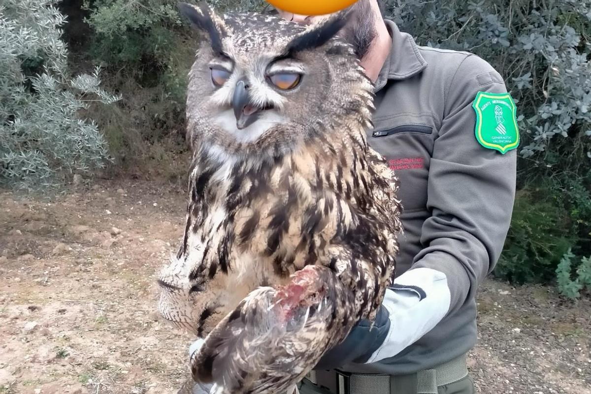 El ejemplar de búho rescatado en Moixent.