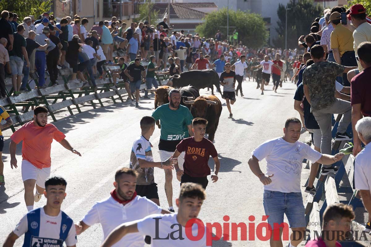 Sexto encierro de la Feria del Arroz de Calasparra