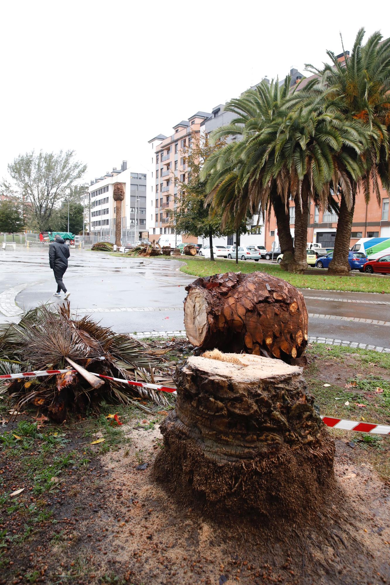 El parque de Las Palmeras se queda sin los árboles que le dan nombre por una plaga