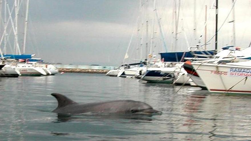 EL DELFIN GASPAR EN BAIONA, EN ABRIL DE ESTE MISMO AÑO