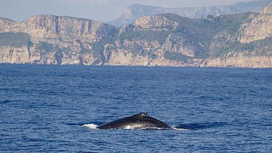 Las ballenas jorobadas recorrieron la costa desde el cabo de Sant Antoni hasta el de Sant Martí, en Xàbia.