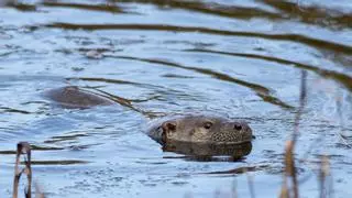 El esquivo animal que vuelve a darse un festín en la ría de Villaviciosa: "Se le oye triturar a los cangrejos con su potente dentadura"