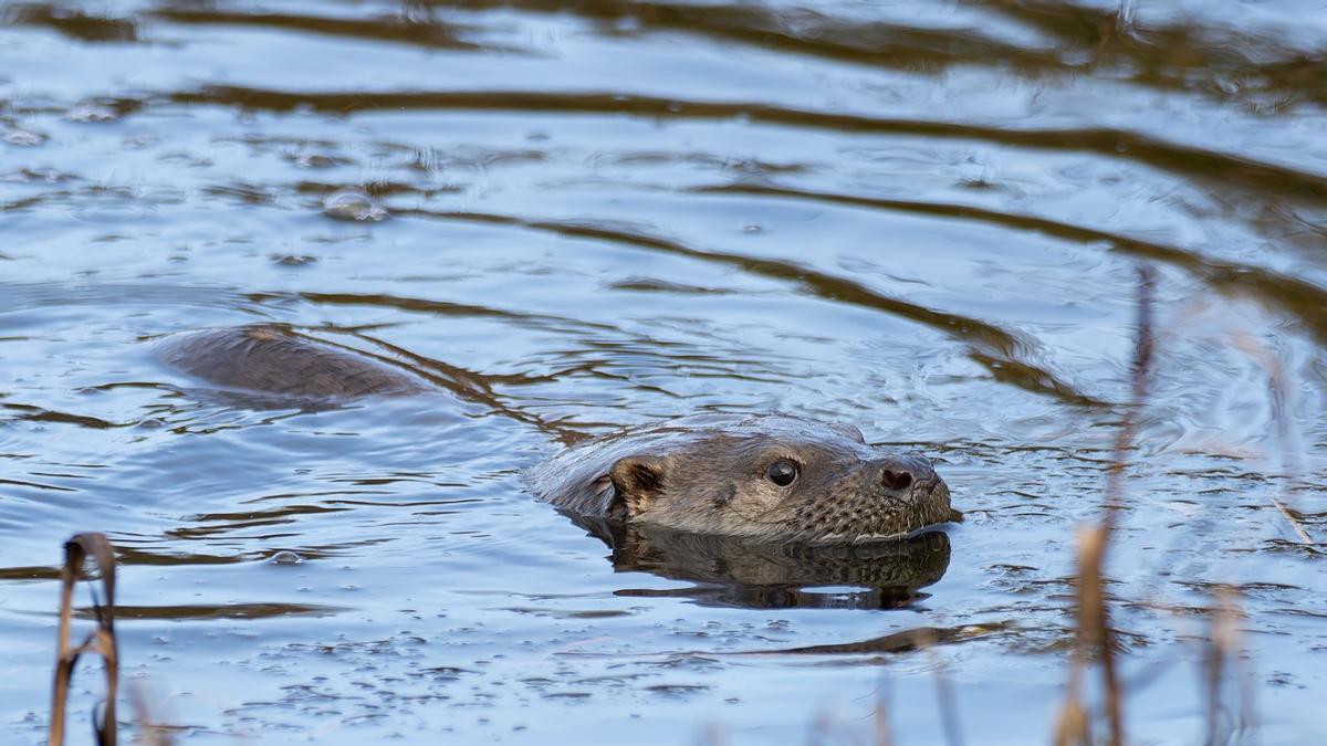 Las excepcionales imágenes tomadas por Amador Nogueiro en el estuario maliayés
