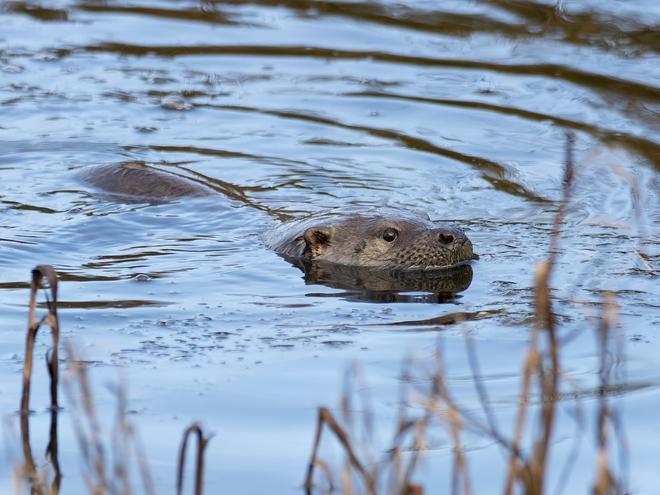Las excepcionales imágenes tomadas por Amador Nogueiro en el estuario maliayés