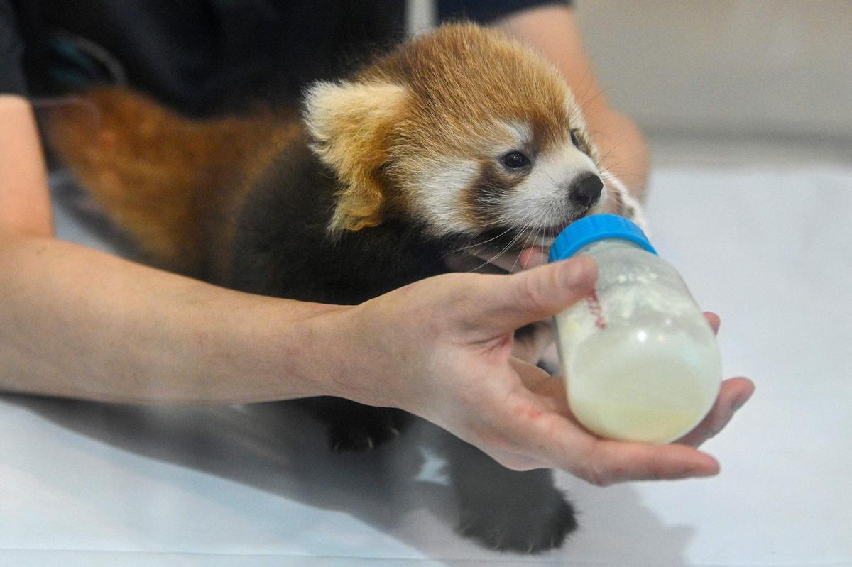 Dos cachorros de panda rojo, presentados en Yokohama