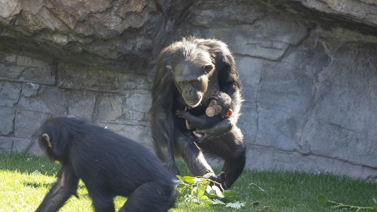 El bebé chimpancé en brazos de su madre.
