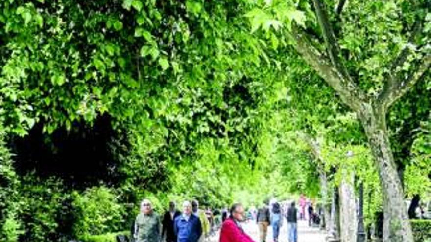 La campaña de replantación de árboles se cancela por la falta de presupuesto