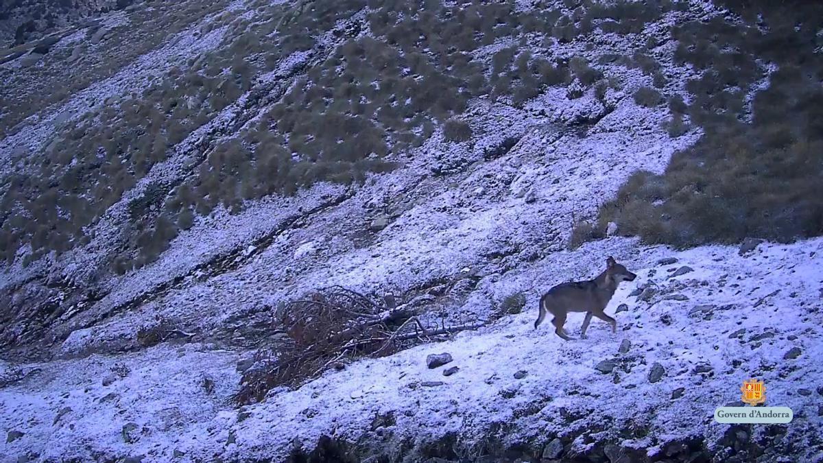 El llop que s'ha vist a Andorra, de manera esporàdica