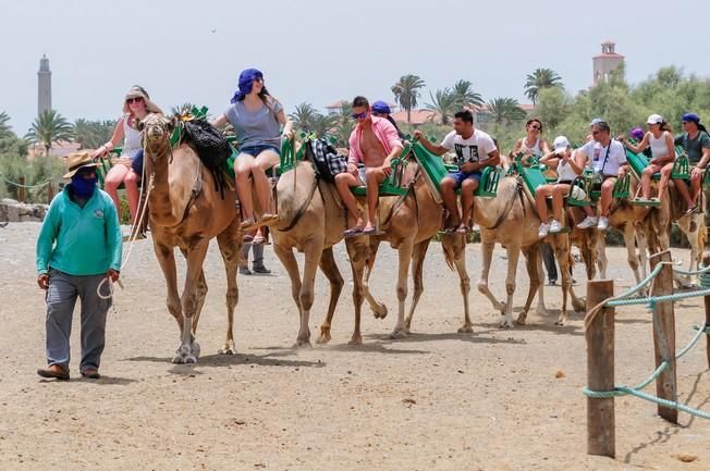 Reportaje excursiones con camellos en las Dunas ...