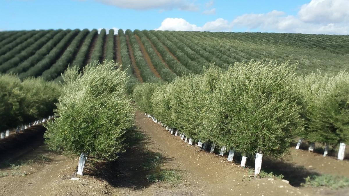 La Junta y la Universidad avanzan en la obtención de nuevas variedades de olivo