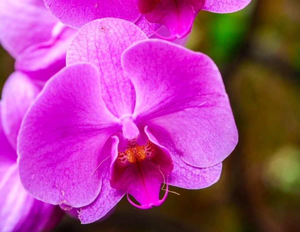 En Costa Rica se conocen más de 1.300 especies de orquídeas.