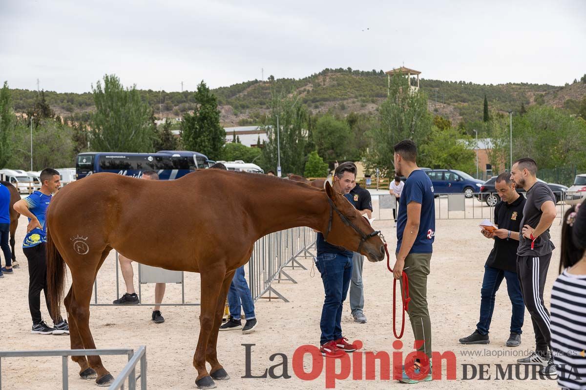 Control veterinario de los Caballos del Vino en Caravaca