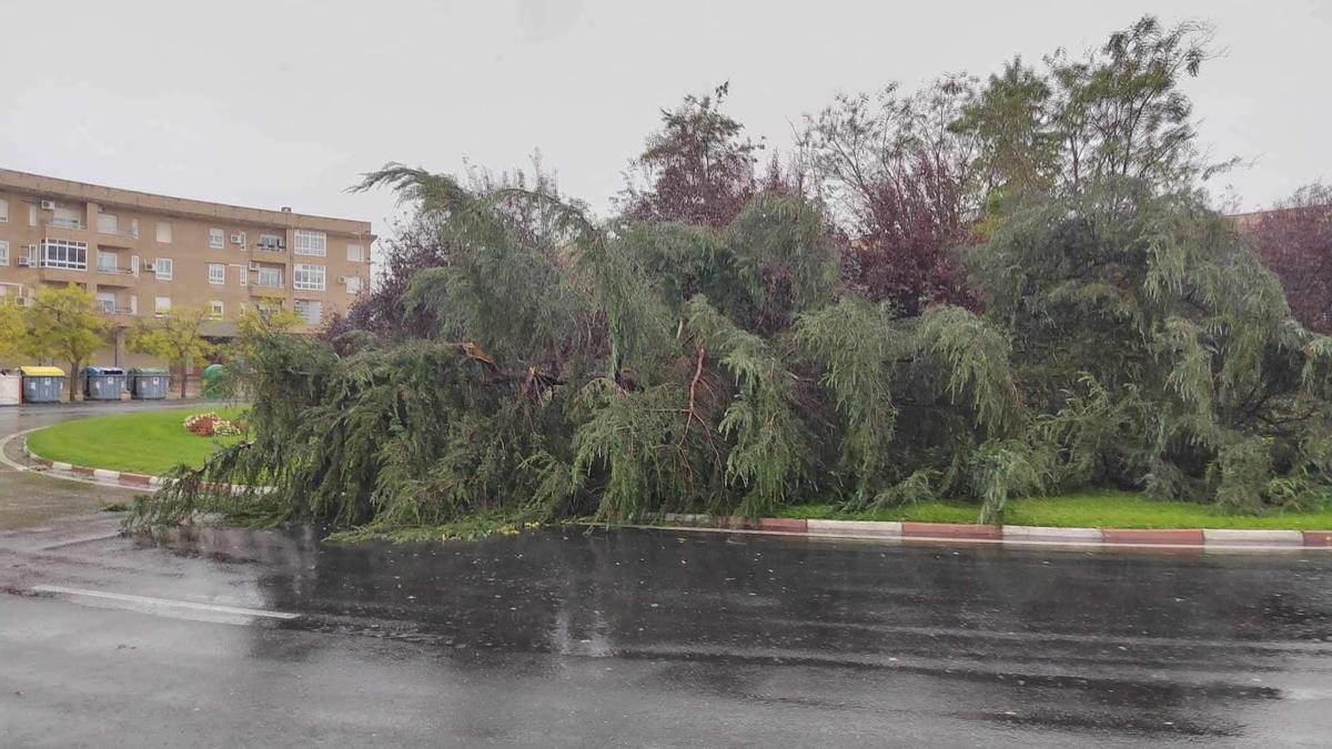 Fotogalería | Así afecta el temporal de lluvia y viento en Cáceres: Cáceres El Viejo