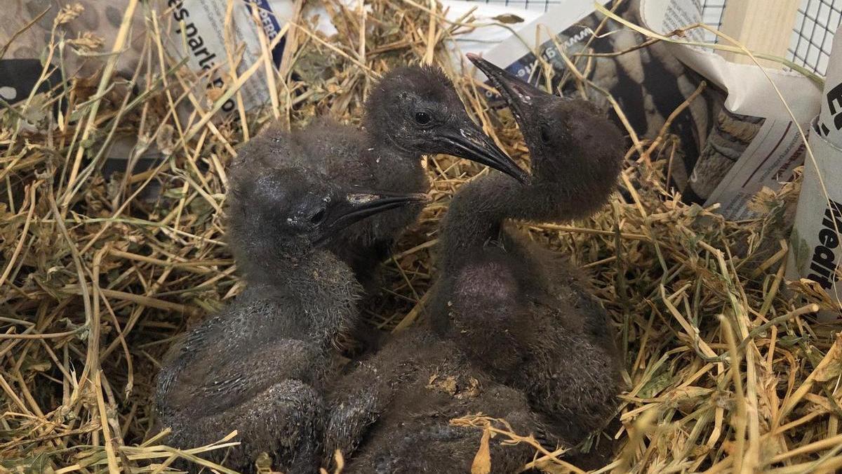 Quatre exemplars d'ibis ermitans.