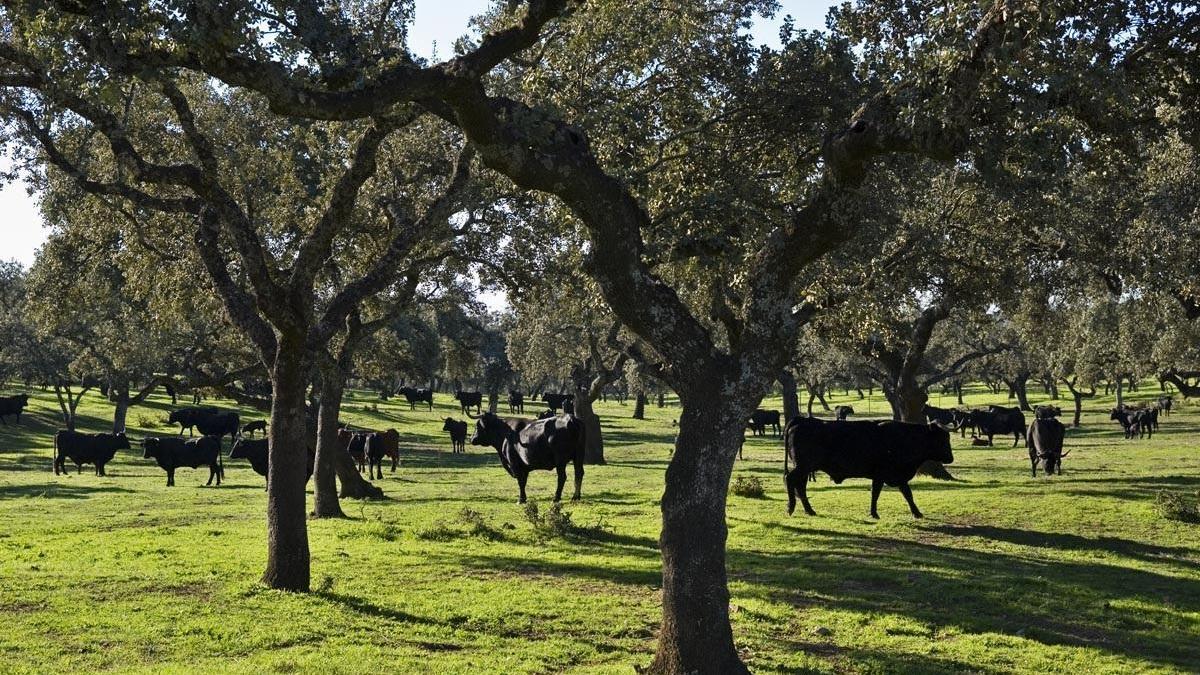 GoDehesa mejorará la salud del suelo de la dehesa a través del manejo holístico