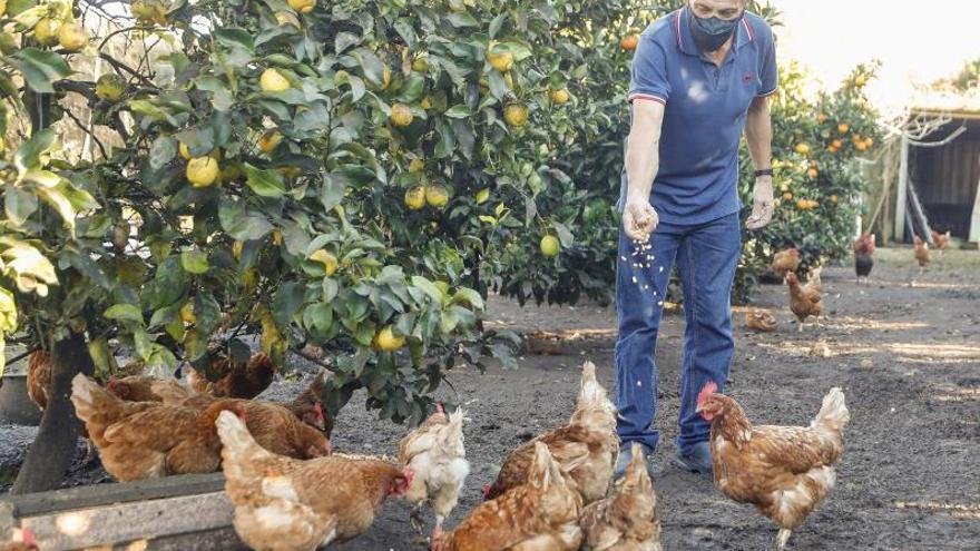 La gripe aviar confina las gallinas de Moaña