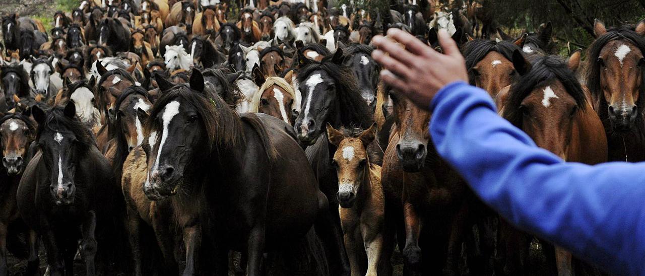 La colocación de collares GPS permitió dos años de observación para conocer mejor a los caballos de O Santo.  | // BERNABÉ/JAVIER LALÍN