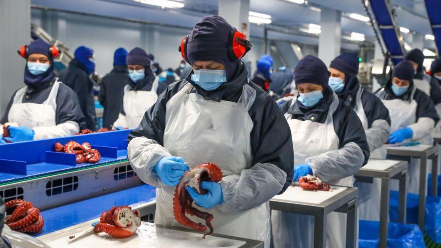 Empleadas de la factoría de Profand en Vilagarcía, en la línea de elaborados de pulpo.