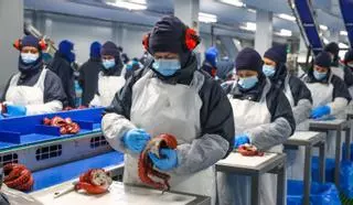 La pesca amortiza sus inversiones y procesa ya en Galicia un récord de 700.000 toneladas
