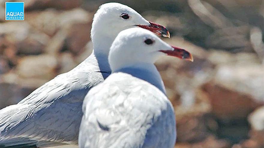 La gaviota Audouin, que habita en las salinas de Torrevieja, es la protagonista de la primera entrega de esta serie.