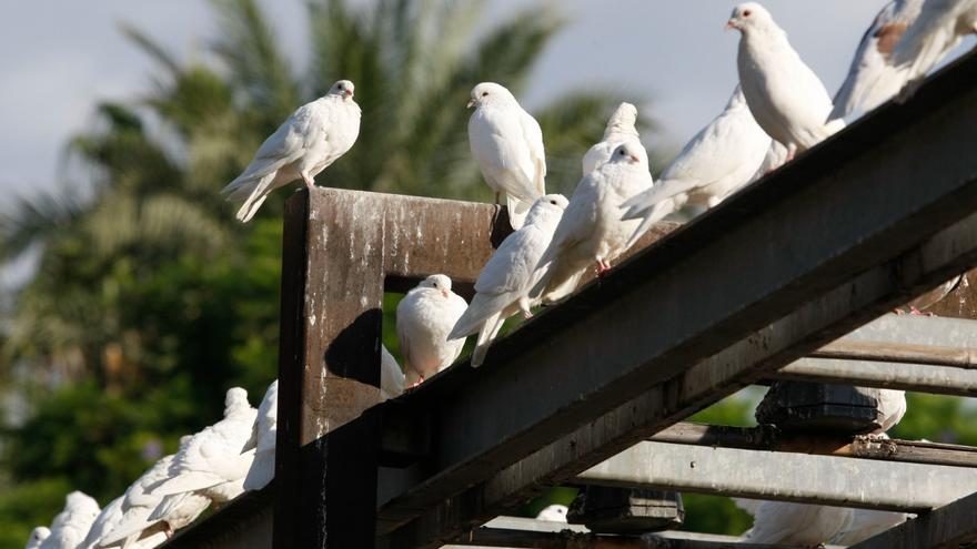 Ideas para recuperar el equilibrio ecológico de las palomas en 2028: halcones en la ciudad, pajareras en el campo