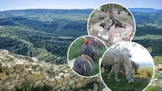 Una finca de Castellón busca gente para recoger higos, hacer vino y cuidar de una yegua