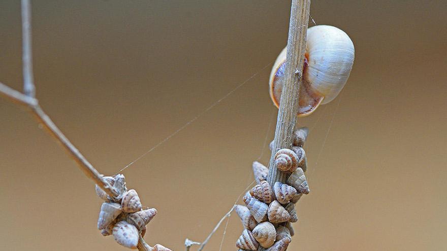 Racimo de caracoles pegados a una rama.