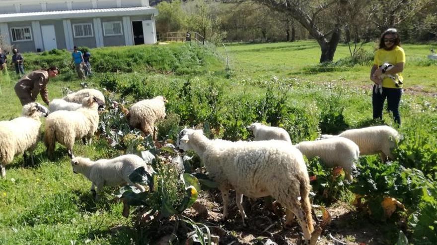 L&#039;Escola Agrària de Manresa incorpora més animals per esdevenir també ramadera