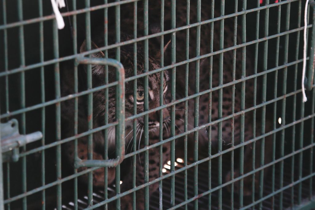 Las imágenes de la llegada de tres ejemplares de lince ibérico a las montañas de Lorca