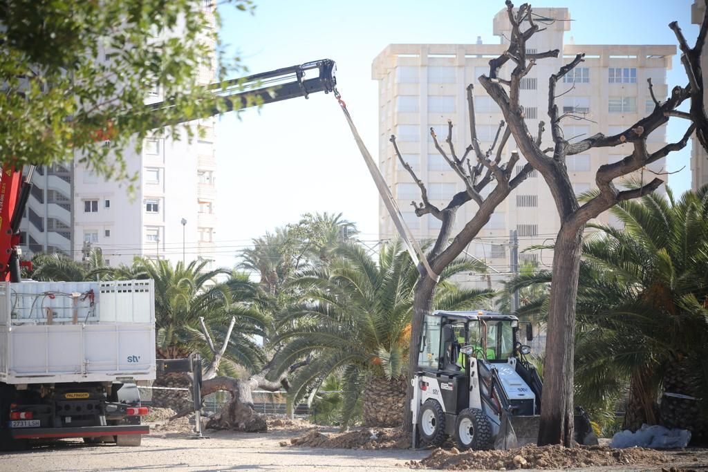 Trasladas las melias al parque Sergio Melgares