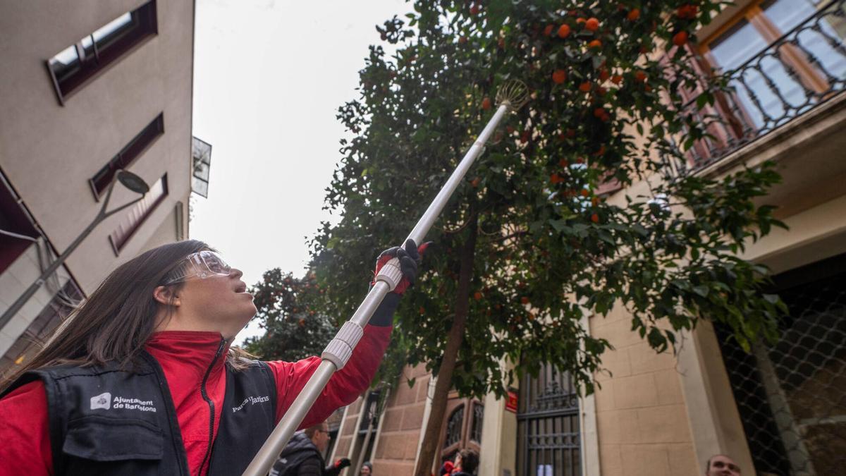 Recogida de naranjas en Barcelona: si participas como voluntario te llevas un bote de mermelada
