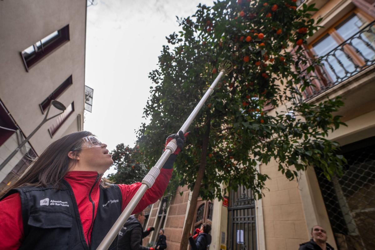 Recolecta de naranjas en el corazón de l'Eixample en 2025.