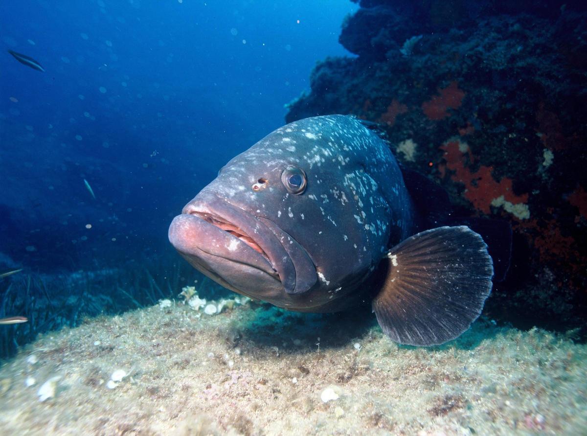 El mero es una especie muy codiciada por la gastronomía