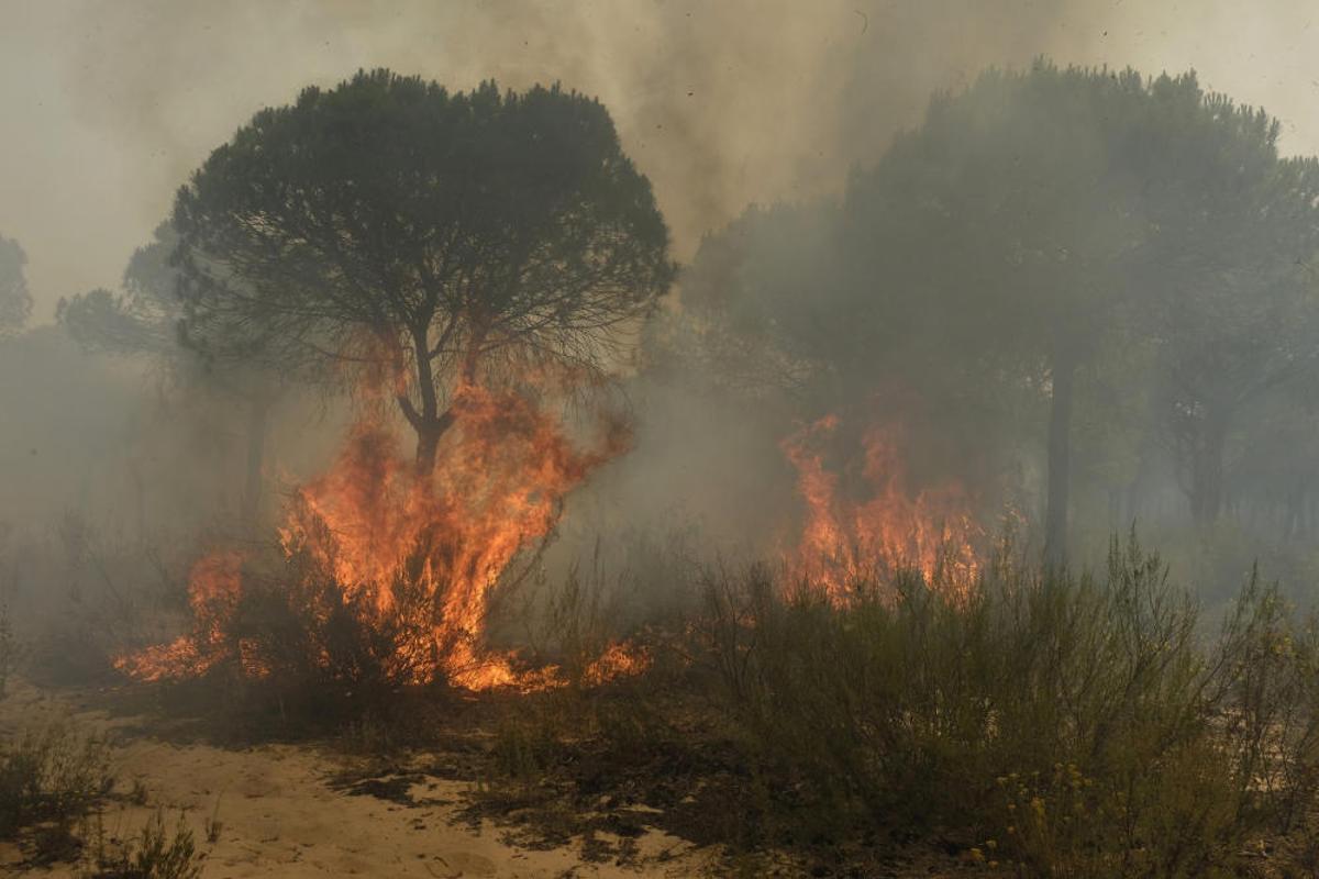 El incendio de Moguer alcanza el Espacio Natural de Doñana