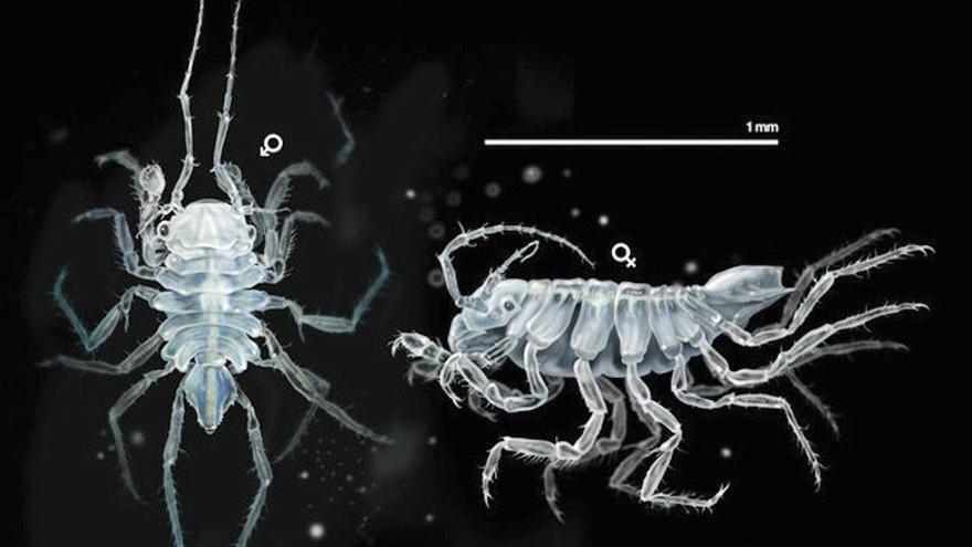 Imagen de la nueva especie de crustáceo. // José Antonio Peñas