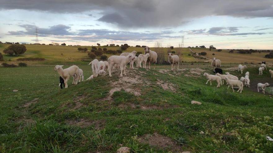 El Gobierno dará ayudas al ovino y al caprino