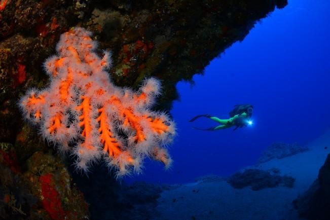 Fotografías ganadoras del VII Open Fotosub Lanzarote Mar de Lava