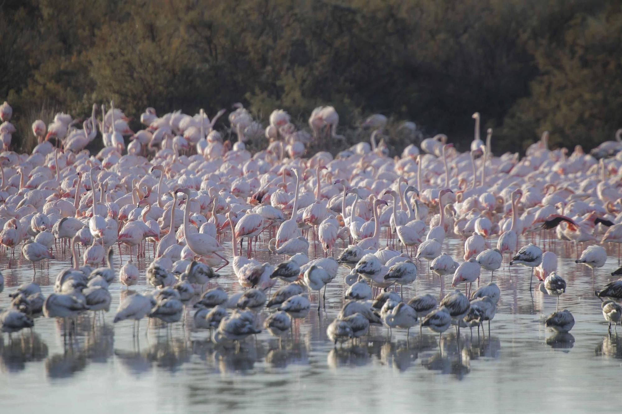 Los flamencos vuelven a L´Albufera para criar