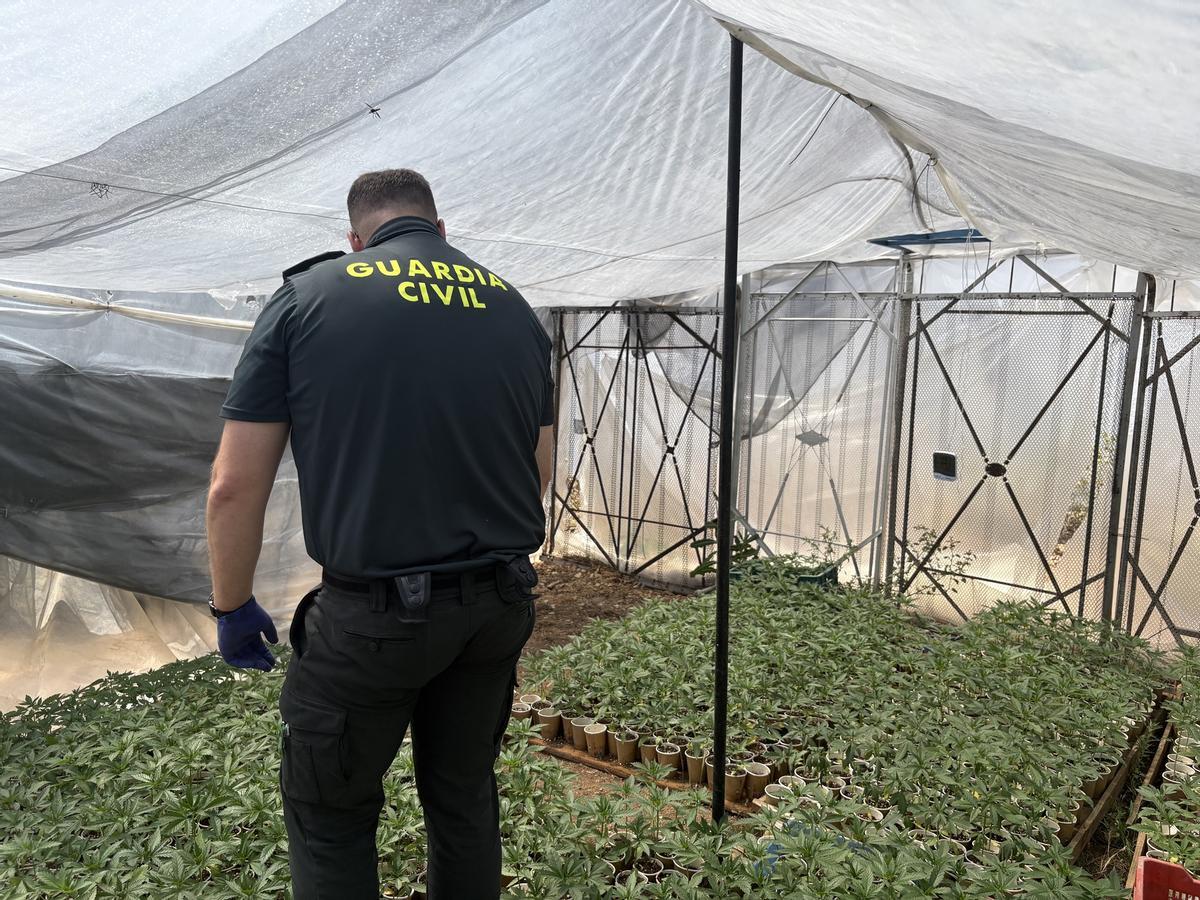Un agente de la Guardia Civil muestra el invernadero con las plantas de marihuana en una finca de Pozoblanco.