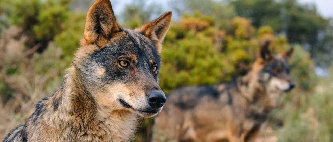 Lobos ibéricos