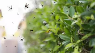 ¡Adiós picaduras! Descubre las mejores plantas que repelen los mosquitos