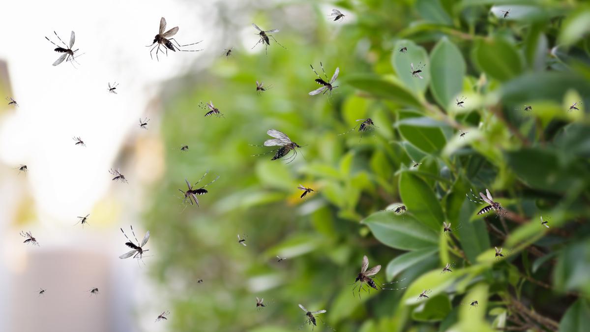 Las plantas que repelen los mosquitos que todos necesitan conocer