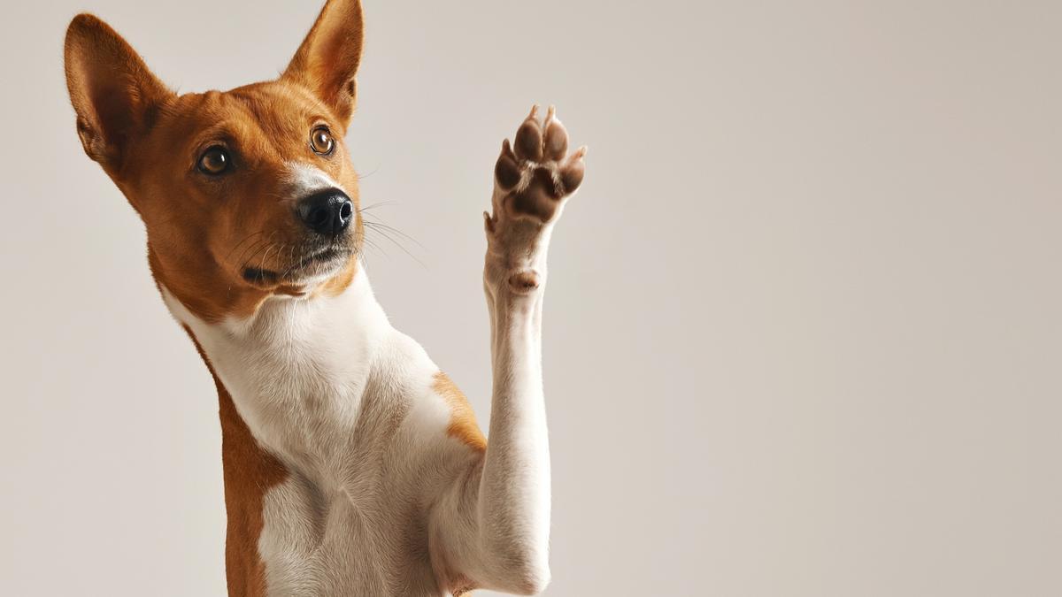 Basenji.