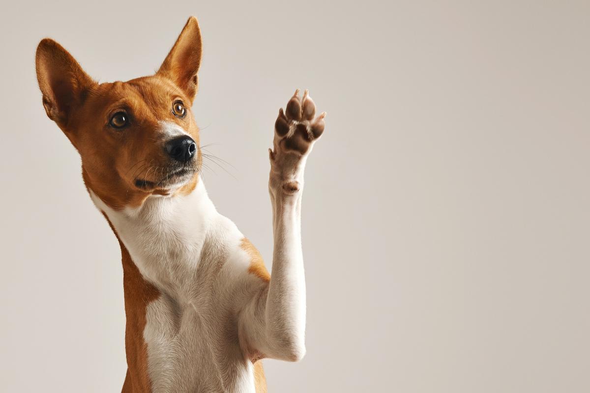 Basenji.