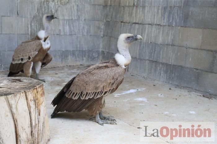 Las Águilas del Sol de Puerto Lumbreras piden ayud