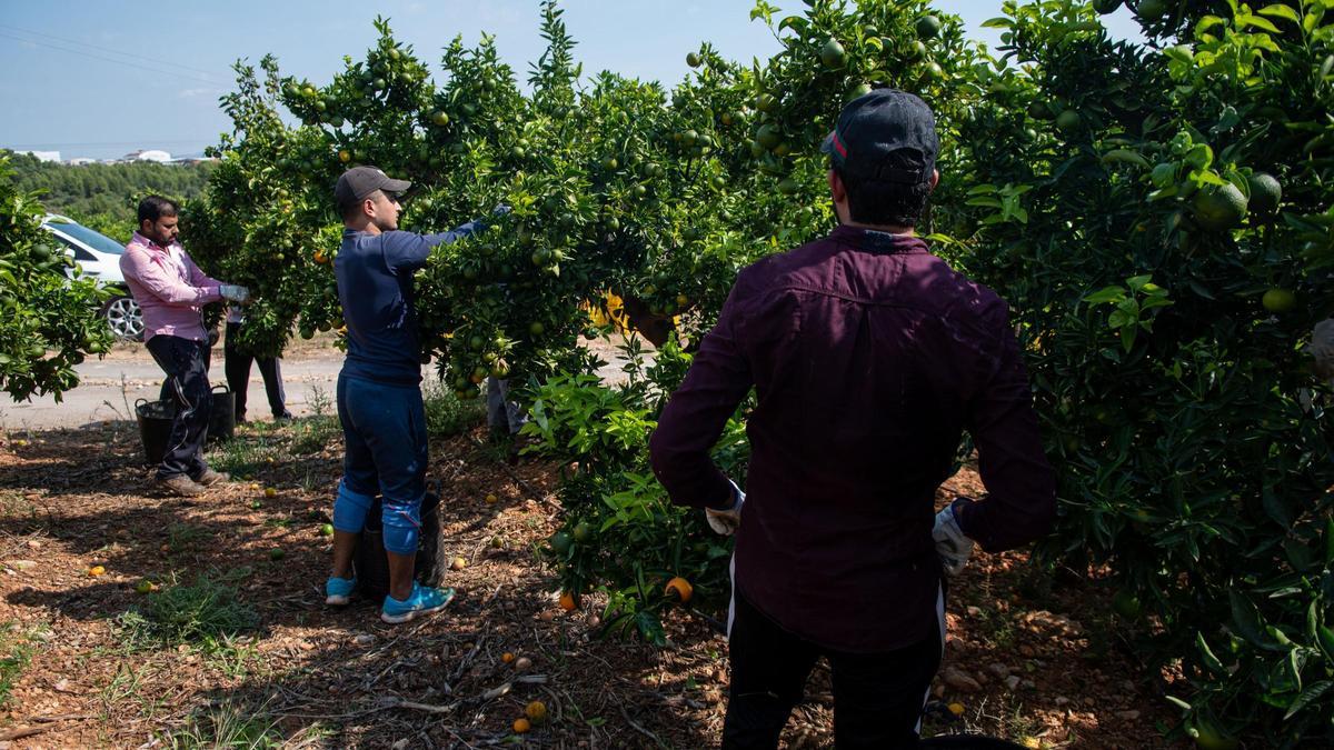 La CEV muestra su preocupación por la crisis agrícola.