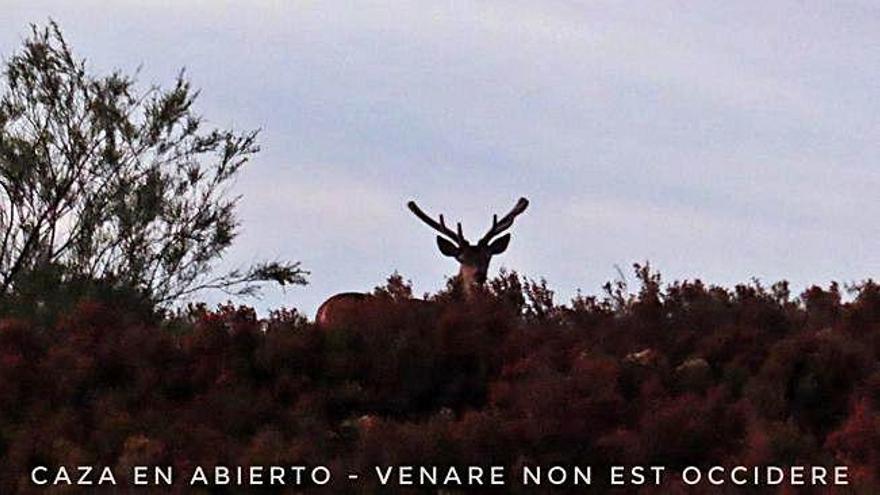 Imagen de un ciervo entre la vegetación del coto de Pedralba.